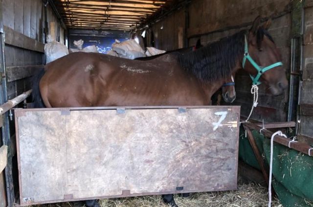 В Оренбуржье пресекли ввоз 22 лошадей из Казахстана по фальсифицированным документам. 