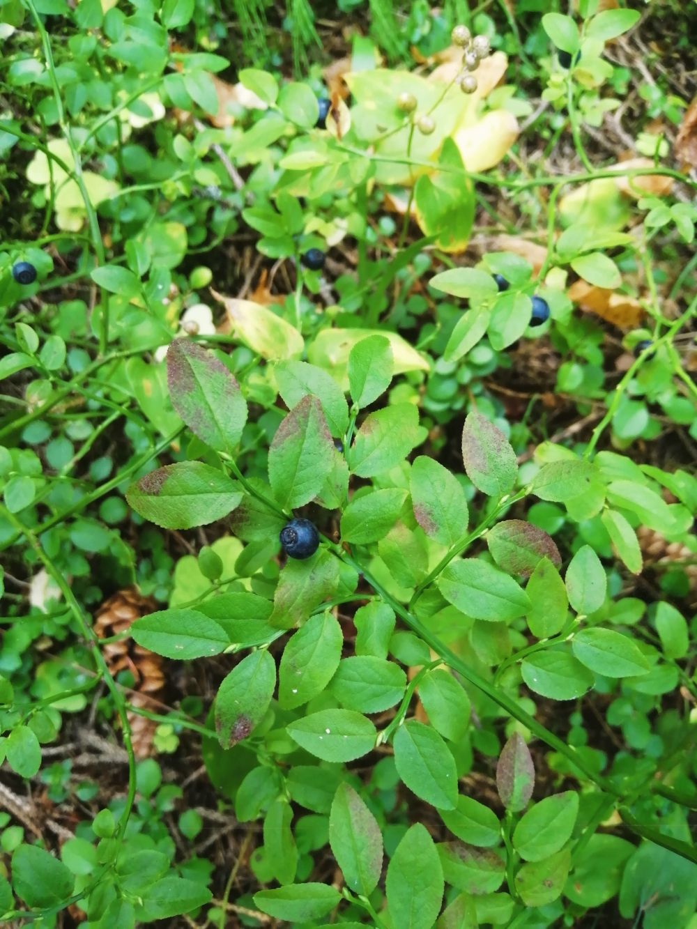 Чернику, как и другие ягоды из семейства брусничных, часто можно встретить в диком виде в лесу