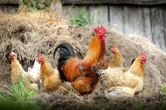 Птичий грипп нашли ещё в одном омском хозяйстве