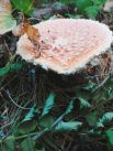 Однако, стоит быть более внимательным при сборе грибов. Такие ядовитые грибы, как мухомор, тоже часто встречаются в лесу 