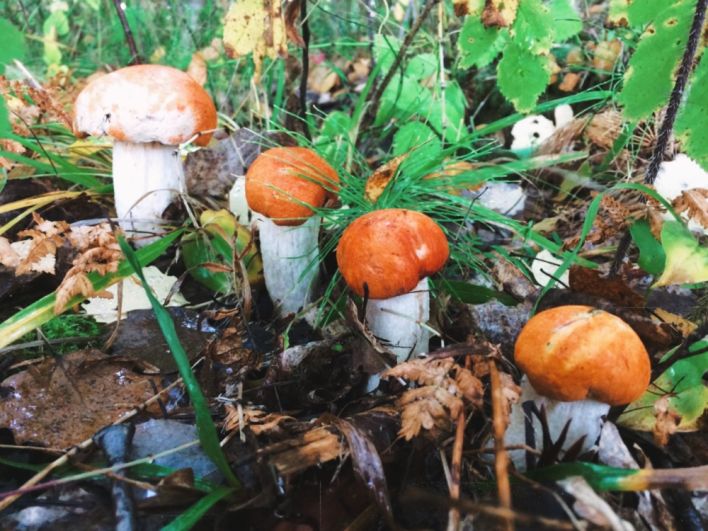 Пик грибного сезона выпадает на осенний период