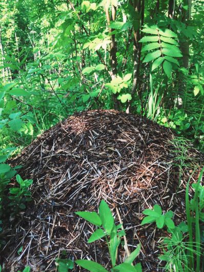 Как говорят лесничие, если заблудились в лесу, поможет простой муравейник. Муравьи строят свои гнезда с южной стороны деревьев или другой растительности