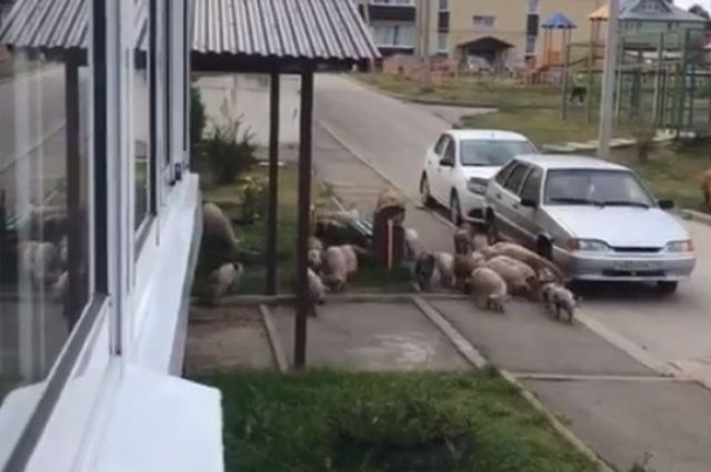 Тулячка выложила видео, на котором по улице в Скуратове гуляет стадо свиней