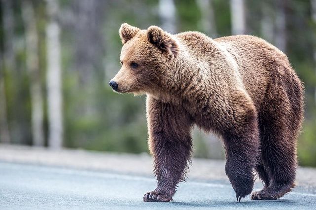 В Петропавловске продолжаются поиски неуловимого медведя