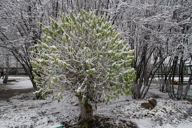Синоптики назвали дату первого снега в Новосибирской области