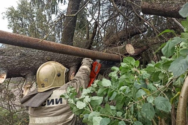 Сильный ветер повалил 22 дерева в нескольких районах Брянщины