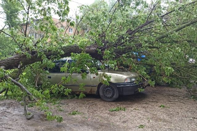 Коммунальщики пока не знают, сколько деревьев повалил ветер в Пскове