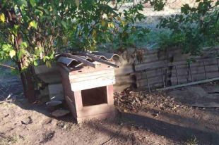 Новый случай живодерства: в Полтавской области мужчина убил свою собаку
