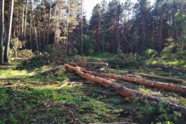 В 2020 году в Адыгее выявили 14 незаконных вырубок леса