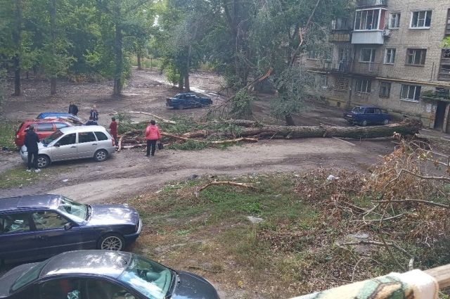 Три автомобиля пострадали от упавшего дерева в Заводском районе