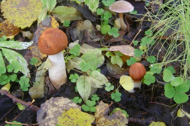 Эксперт: 2020 год стал самым урожайным на грибы в Ленобласти за 10 лет