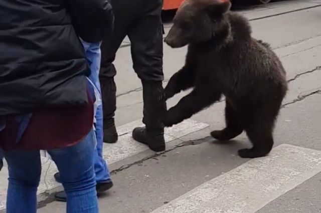 Туляк снял видео, как мужчина идет с медведем по ярмарке на Фрунзе