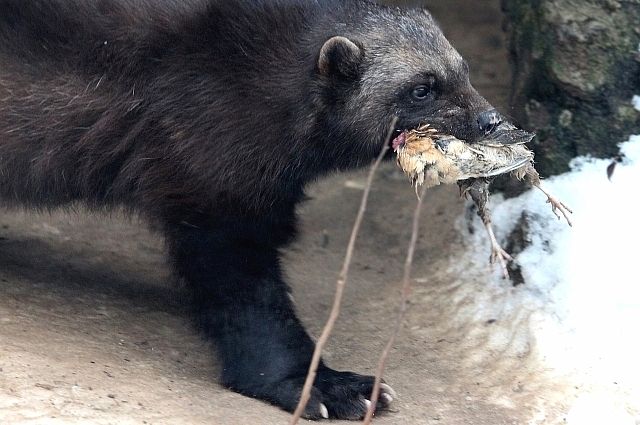 Новосибирский зоопарк отправил росомаху в Венгрию