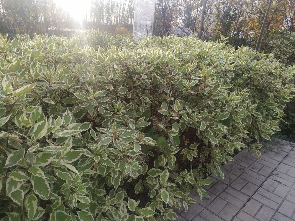 Осень в Японском саду и Выставочных садах AstraGarden
