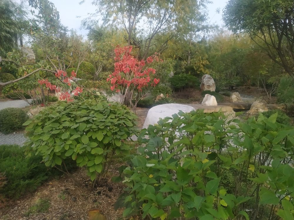 Осень в Японском саду и Выставочных садах AstraGarden