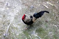 Тюменцам компенсируют стоимость птицы, изъятой в очагах птичьего гриппа