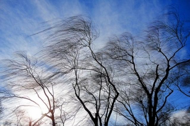 МЧС предупреждает жителей Ленобласти об усилении ветра