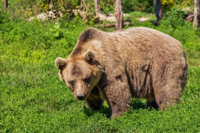 Сургутяне заметили медведя недалеко от дачного кооператива