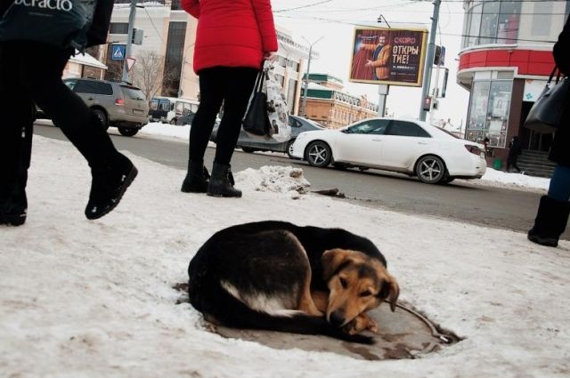 Фото замерзшего пса принесло юной оренбурженке победу в конкурсе