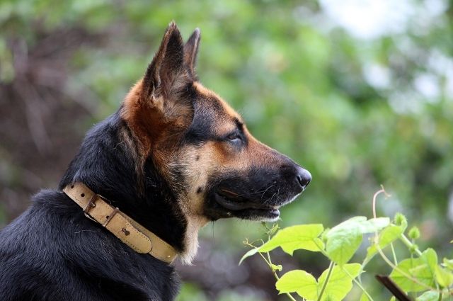 В Ижевске появится площадка для выгула собак за полмиллиона рублей