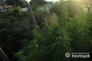 В Запорожской области обнаружили две плантации с коноплей