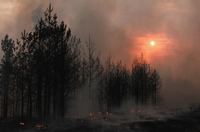 Лесные пожары под Воронежем