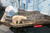 Одни из самых любимых зверей горожан в Новосибирском зоопарке - белые медведи. Кажется, наступление холодной осени и снега они ждут по-особенному. 
