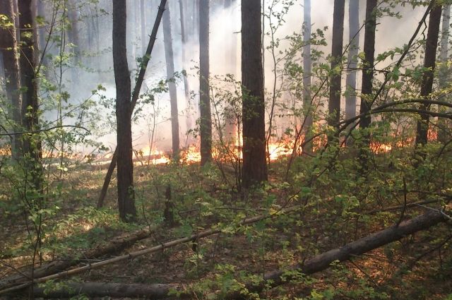 Лесной пожар ликвидирован на территории Сердобского лесничества