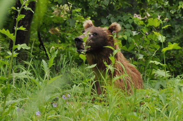 На Камчатке медведь ранил женщину