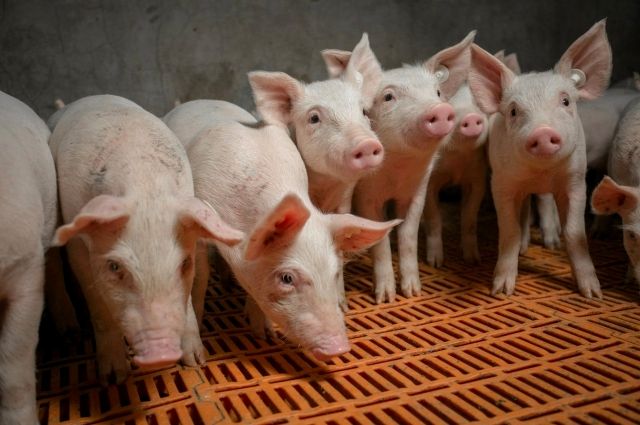 В Хабаровском крае действуют 9 очагов африканской чумы свиней