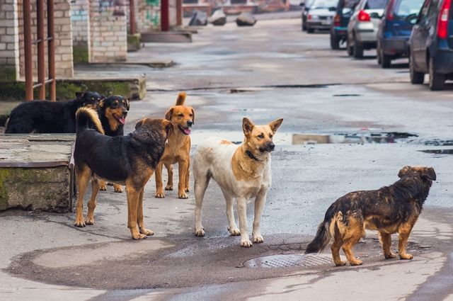 720 бродячих собак отловили в Брянске в 2020 году
