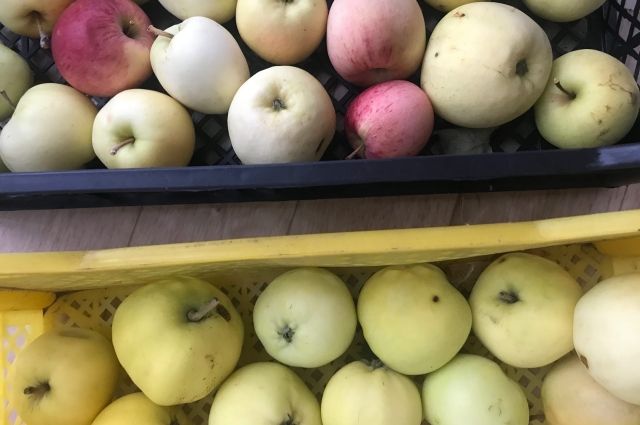 В Татарстане фермер раздал пенсионерам более полутонны яблок