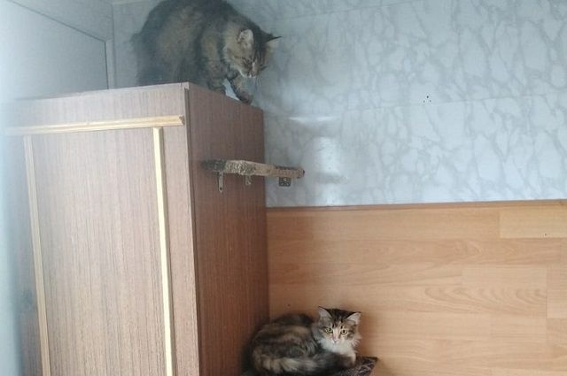 Две кошки из запертой ессентукской квартиры ищут новых хозяев в Мурманске