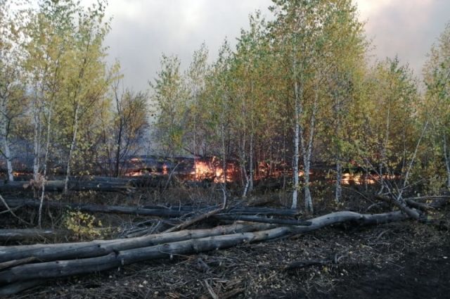 Лесной пожар в Аткарском районе тушили 83 огнеборца