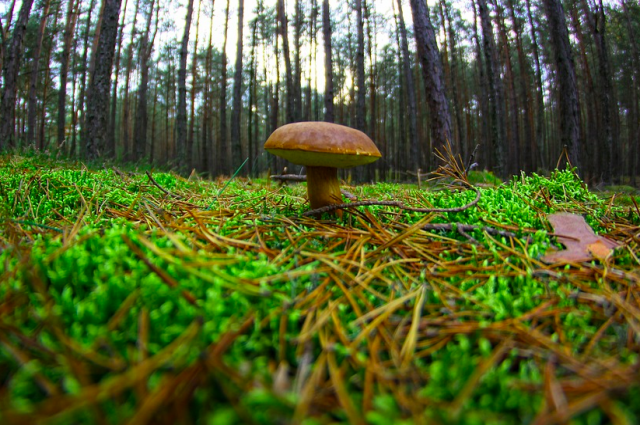 Ежегодно в России регистрируют около тысячи пострадавших от отравления грибами, почти 30 случаев заканчивается летальными исходами.