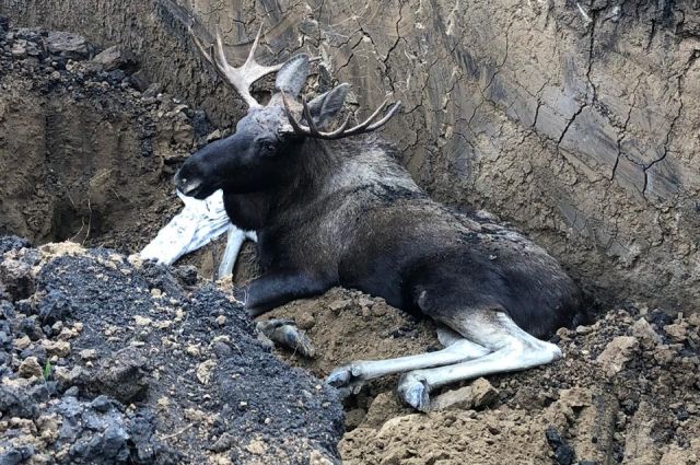 В Омской области спасали лося, упавшего в глубокую канаву