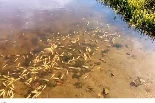 Названа возможная причина гибели рыбы в Сынтульском озере
