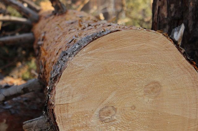Год колонии дали экс-лесничему за незаконную рубку леса в Навлинском районе