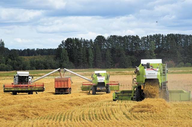В Оренбуржье засеяли свыше 905 тыс. га земель озимой пшеницей.