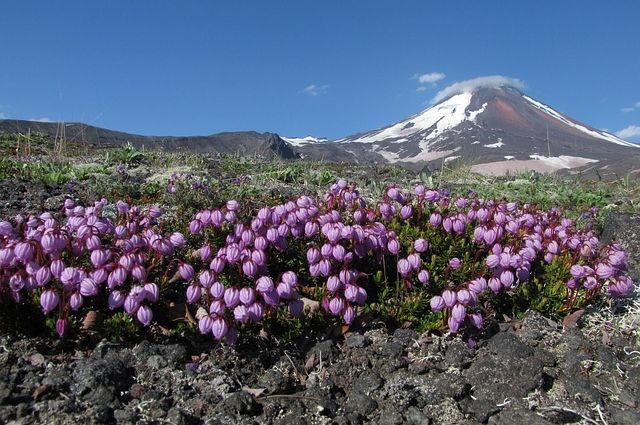 Ученые предупреждают о возможности извержения вулкана на Камчатке