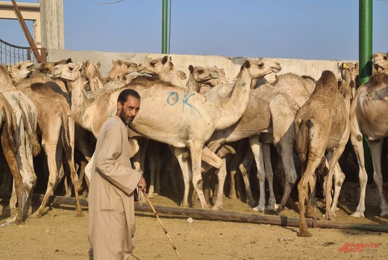 Купи себе Светлану с горбом!». Адский репортаж с рынка верблюдов в Египте |  Люди | Общество | Аргументы и Факты