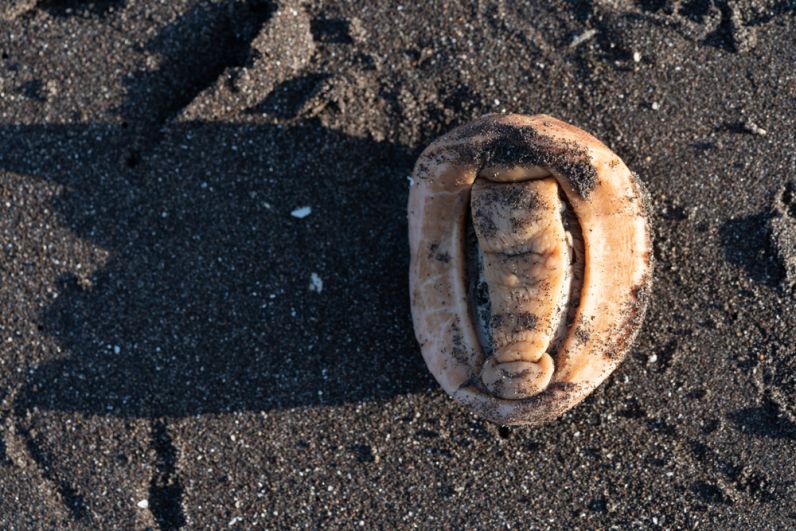 Выброшенная на берег Авачинской губы радула моллюска криптохитона Стеллера.
