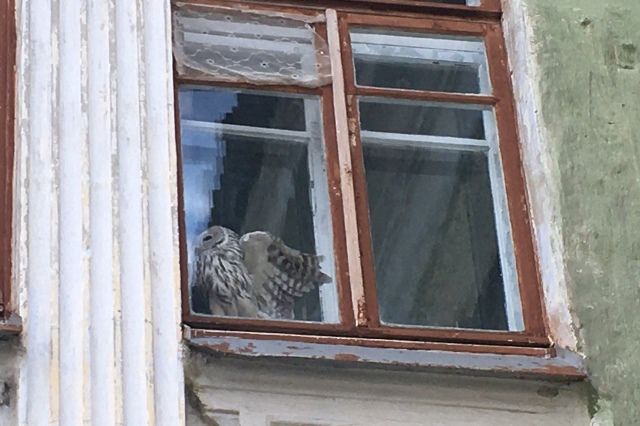 Сова застряла в окне детского сада в Озёрске