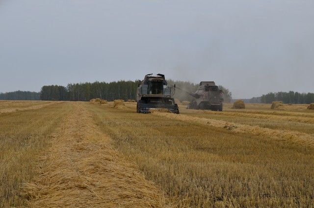 Вопреки засухе омские аграрии намолотили 3 млн тонн зерна