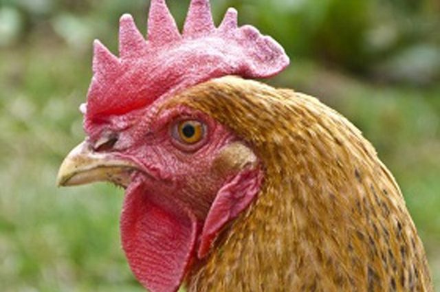 Из-за птичьего гриппа из Казахстана запрещён экспорт продукции птицеводства