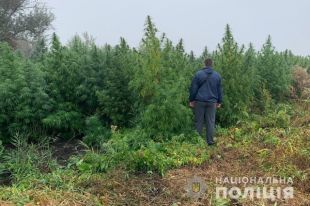 В Херсонской области обнаружили плантацию конопли на два миллиона долларов
