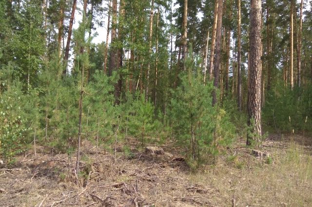 За незаконную рубку деревьев во Владимирской области возбудили дело