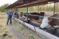 Начинали с кустика сирени, а сейчас у четы Тереховых своя животноводческая ферма. 
