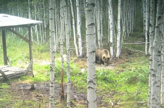 Дикий медведь в окрестностях Берёзовского