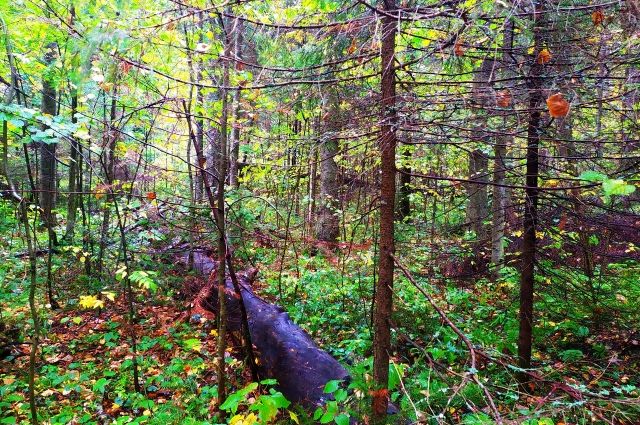 В Пермском крае нашли тело погибшей женщины, пропавшей на лесной делянке